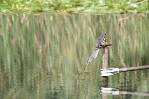 A striking photograph captures a little heron gracefully poised on a weathered human-made iron post at a lake inside a forest park. The bird is stretching its neck upside down scanning the water below. Reflections of the sky and surrounding vegetation are mirrored in the calm water.