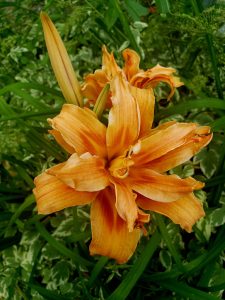 A vibrant orange daylily in full bloom with layered, ruffled petals and warm golden tones, standing out against lush green leaves in a bright summer garden.