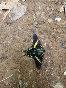 Colorful day-flying moth resting on the ground in Corcovado, Costa Rica