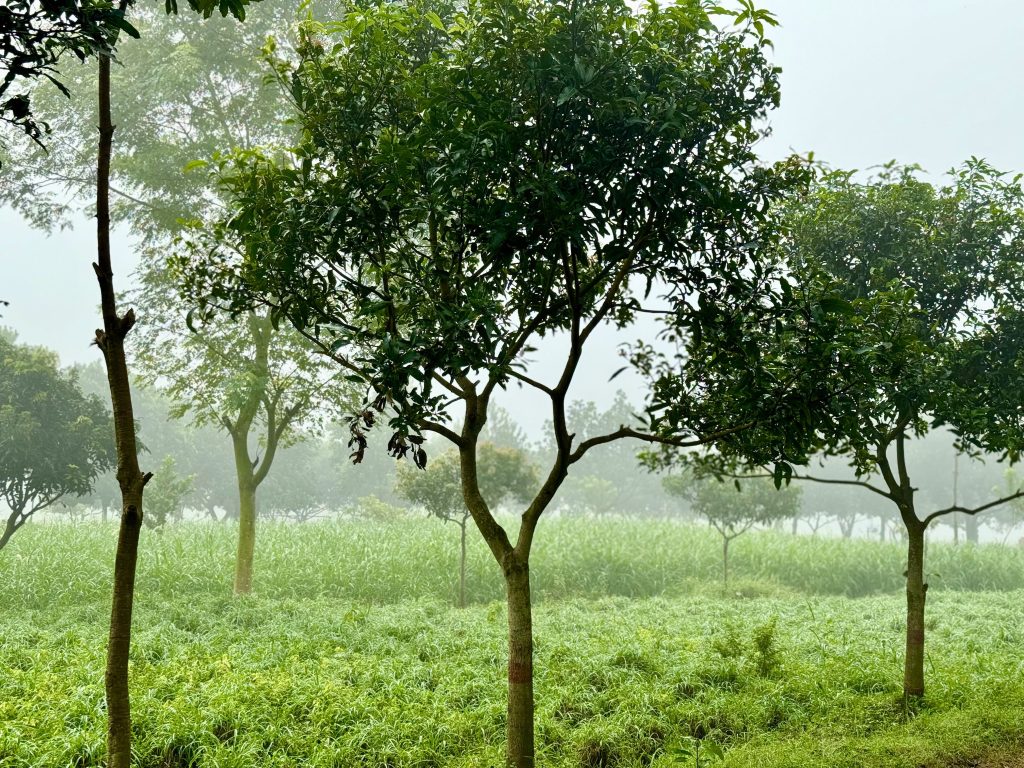 A green field on a foggy winter morning.