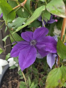 Deep purple clematis flower in full bloom with dark stamens at its center, surrounded by green foliage and a paler purple clematis blooming in the background.
