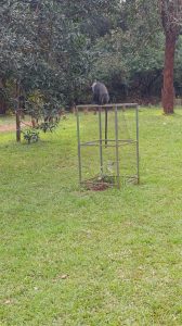 An African monkey resting on a metal surface 