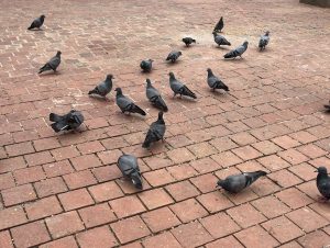 Grey pigeons walking and pecking corn on a reddish-brown brick courtyard.