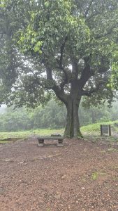 Large green tree with a stone bench in a misty landscape.
