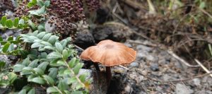 Single copper-brown mushroom with a broad cap growing beside green leaves and purple flower buds.