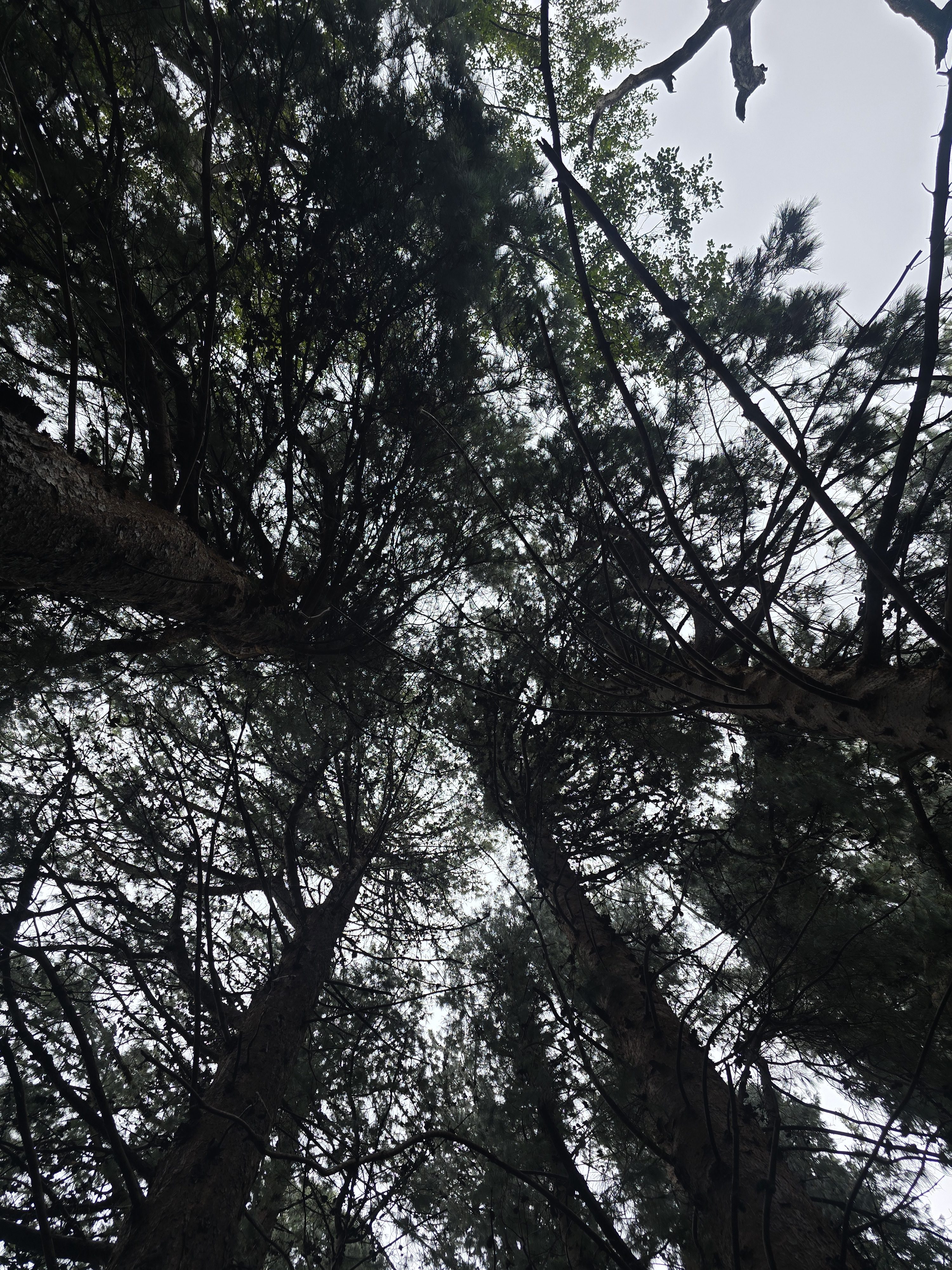 A view looking up at tall trees with thick trunks and green leaves. The cloudy sky is visible through the branches.