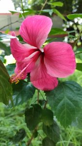 Vibrant pink hibiscus flower in full bloom with lush green leaves, set against a blurred background of foliage
