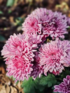 Soft pink chrysanthemum flowers bloom together, showing delicate petals and rich colors against a gently blurred background. Captured at Kamala Nehru Park, Pune, Maharashtra.
