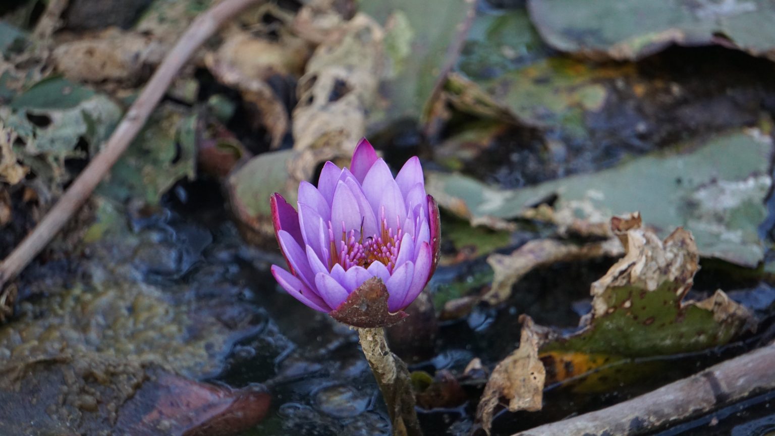 A delicate purple water lily blooming in a quiet pond among lily pads and fallen leaves.