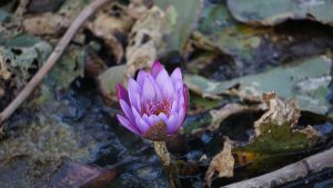 A delicate purple water lily blooming in a quiet pond among lily pads and fallen leaves.

