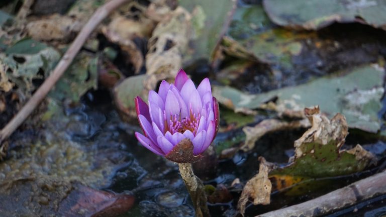A delicate purple water lily blooming in a quiet pond among lily pads and fallen leaves.