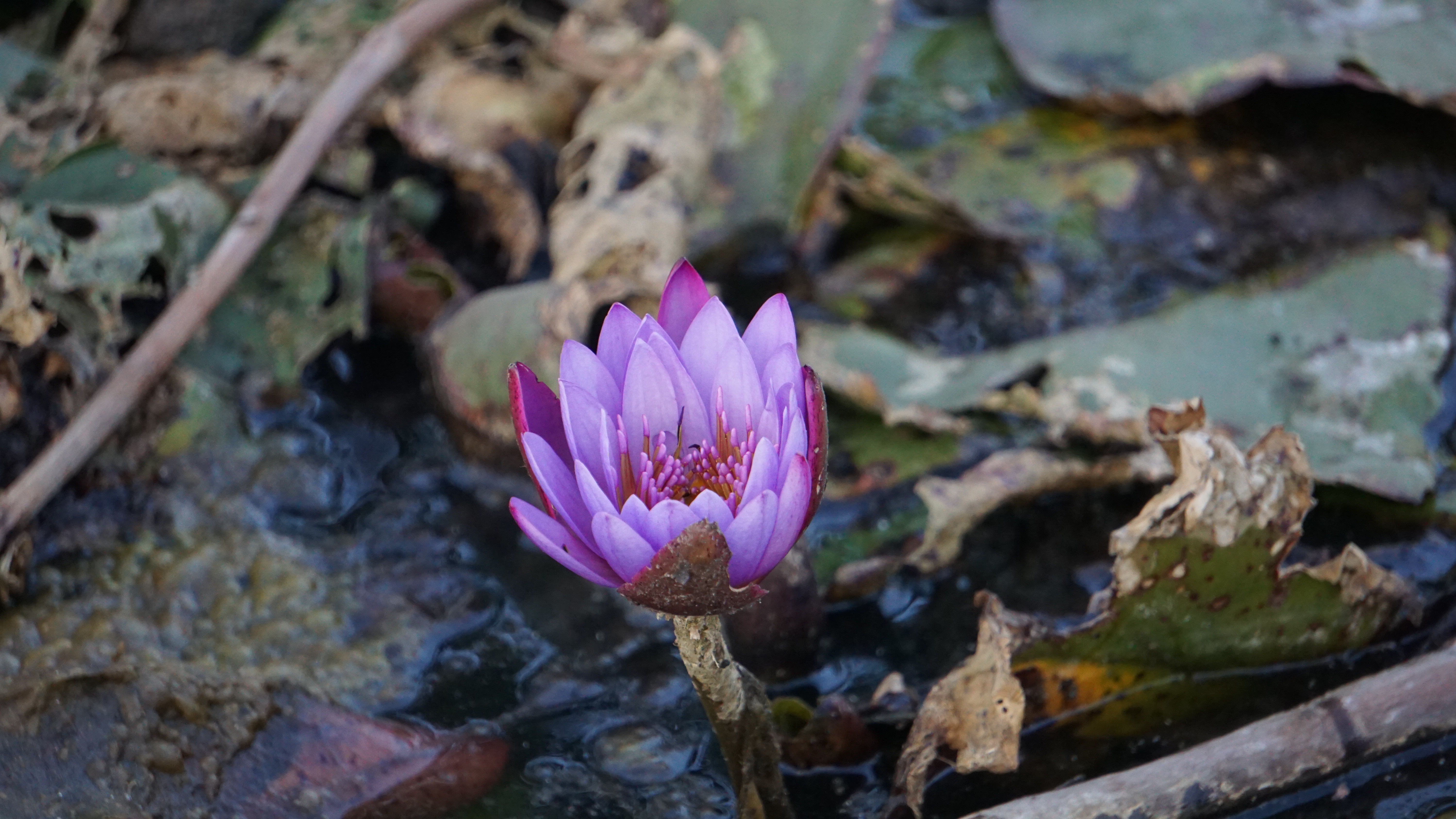 A delicate purple water lily blooming in a quiet pond among lily pads and fallen leaves.