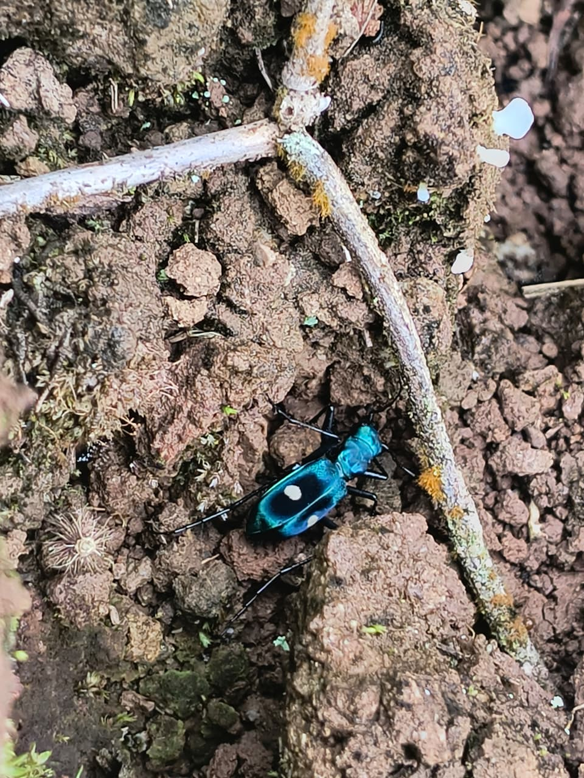 Close-up of a blue beetle on dark soil.