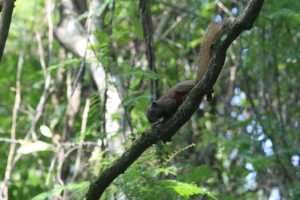 A reddish-brown squirrel perches on a branch within a lush green at a forest park. The background is blurred with dense foliage – various leaves and branches creating a rich, textured green backdrop.