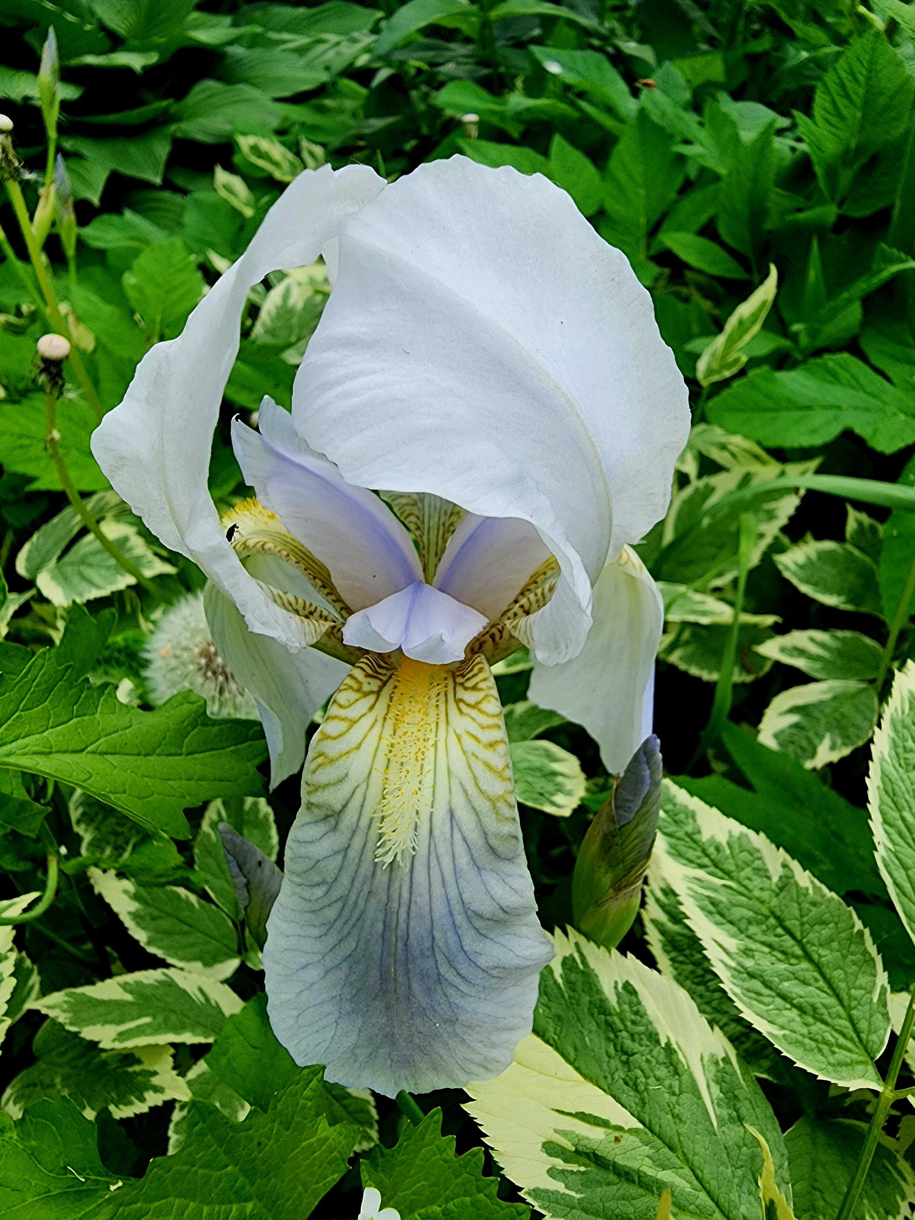 A close-up of a blooming iris flower with large, delicate petals. The upper petals are white, while the lower ones fade from pale lavender to soft yellow with fine veins. The flower is surrounded by lush green leaves, some variegated with cream edges, creating a vivid natural contrast.