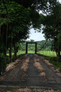 Wooden suspension bridge viewed from the front, surrounded by large trees and abundant tropical vegetation.