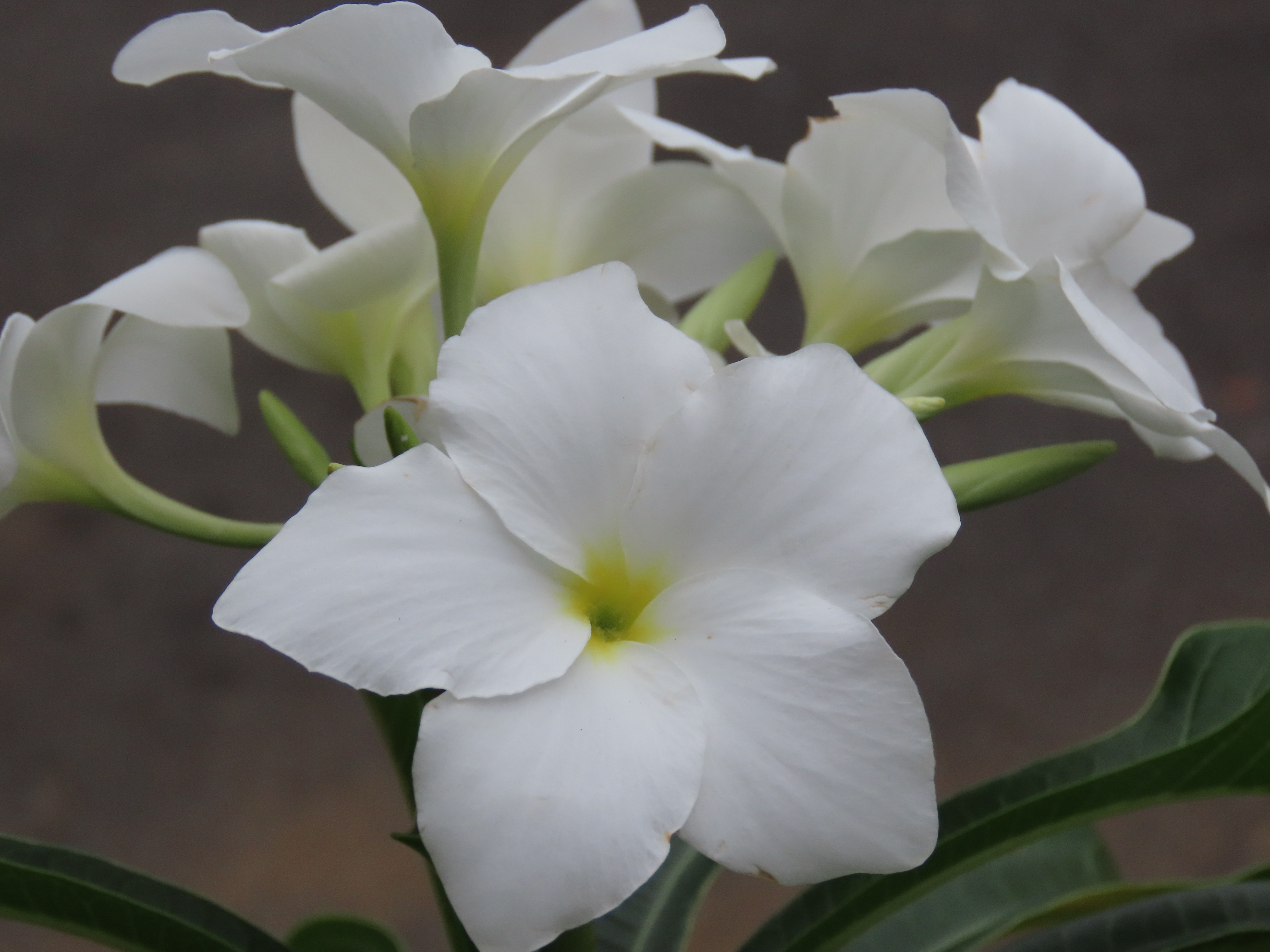 White flowers with soft petals and yellow centers.