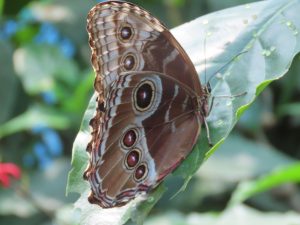 A brown butterfly with large, eye-like spots on its wings rests on a green leaf, surrounded by blurred foliage in the background.