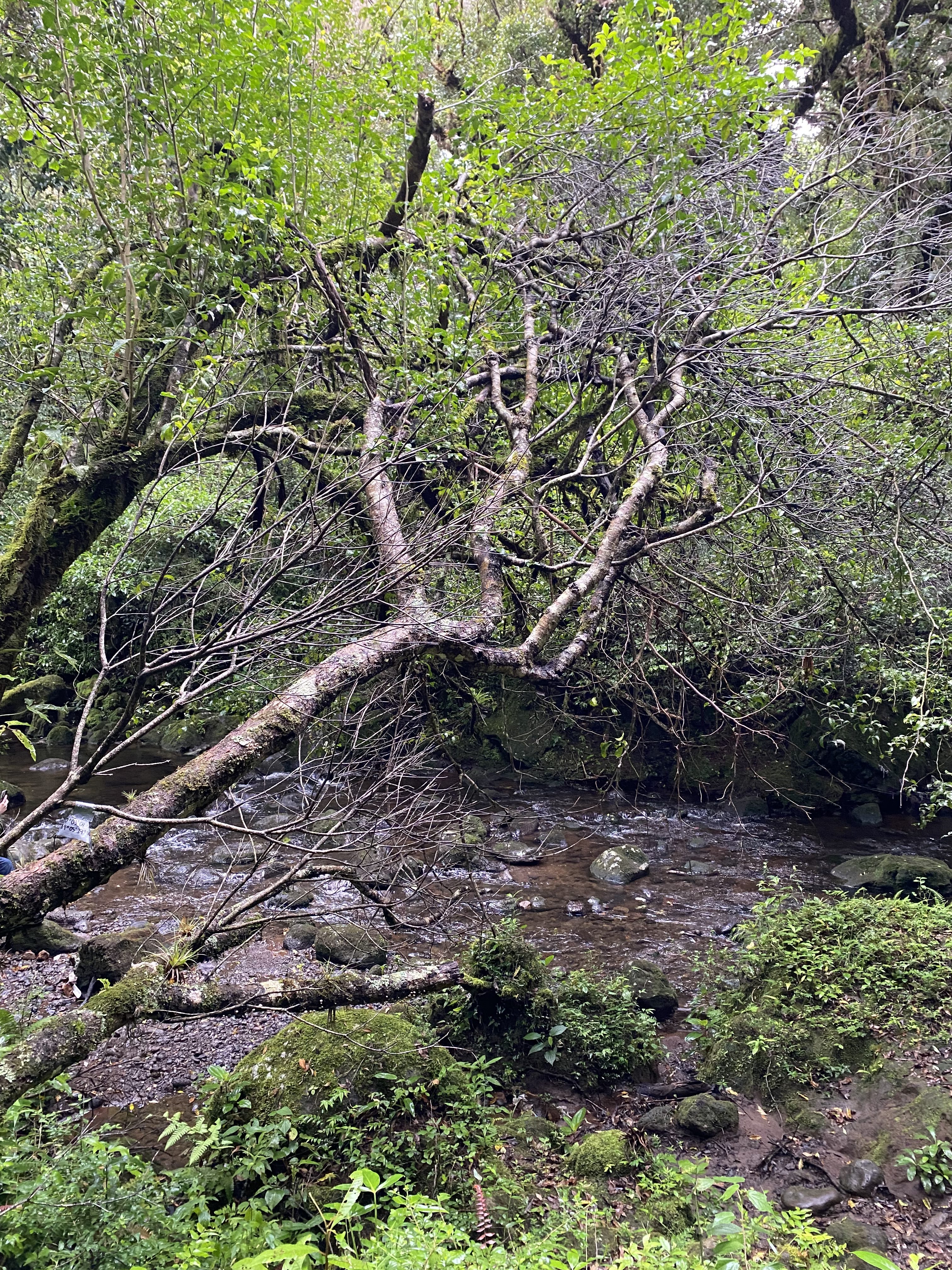 Fallen moss-covered tree stretching across a shallow forest creek with rocks, surrounded by dense foliage, ferns, and lush greenery in a tranquil woodland setting.