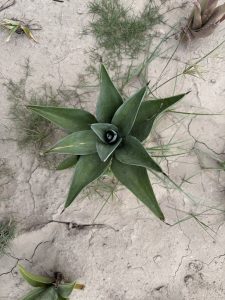 Close-up of a green succulent with long, pointed leaves.
