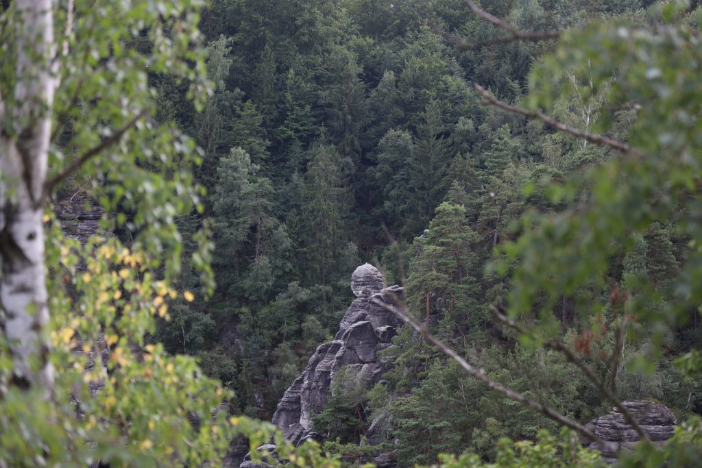 Framed by blurred tree branches in the foreground, a prominent gray, weathered rock formation rises among a dense, green forest covering steep hillsides. The surrounding canopy of evergreen and deciduous trees emphasizes the rugged, natural landscape.