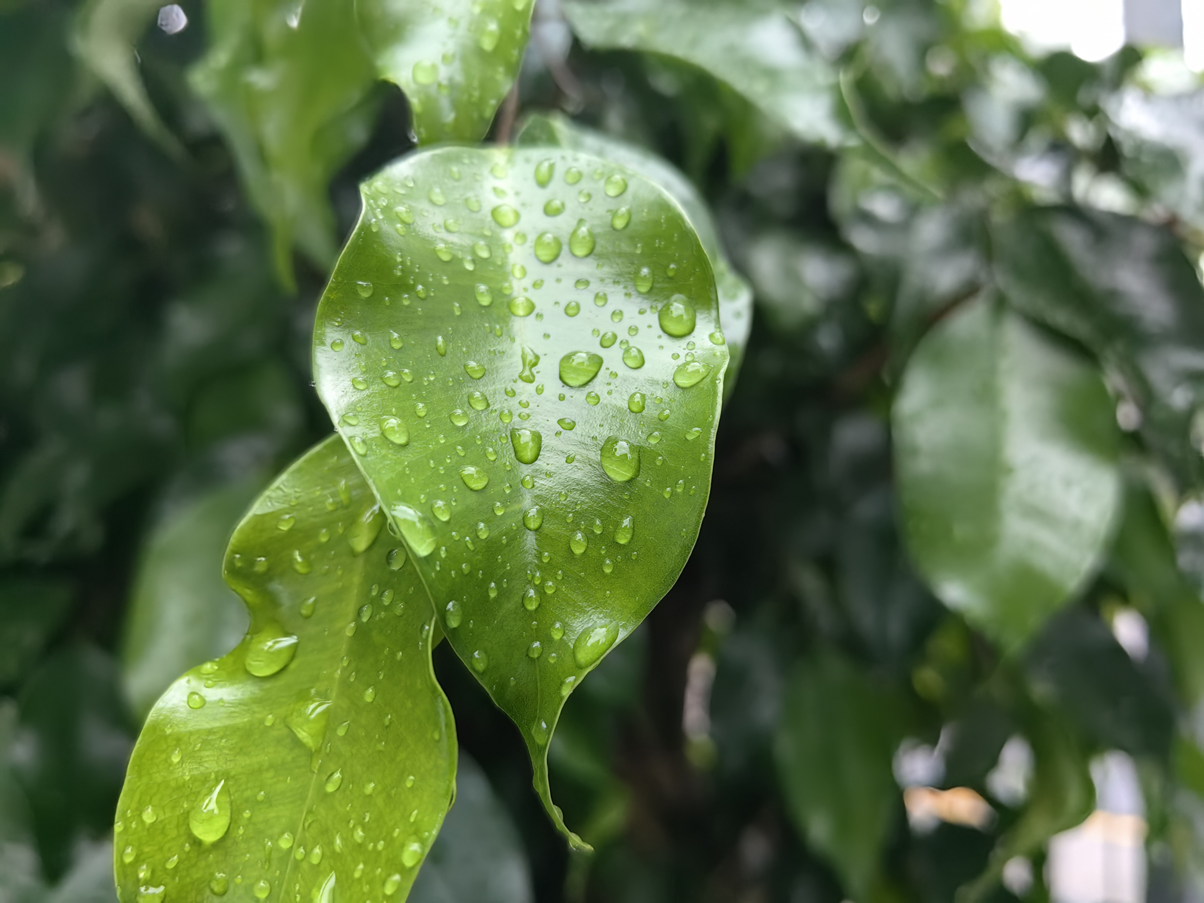Green leaf with water droplets against a blurred background.