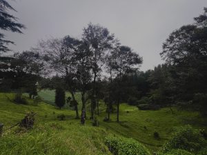 A peaceful mountain landscape featuring rolling green hills, scattered trees, and dense cloud forest beneath an overcast sky. The gentle slopes and natural vegetation create a calm rural scene that highlights the beauty of Costa Rica’s highland countryside.
