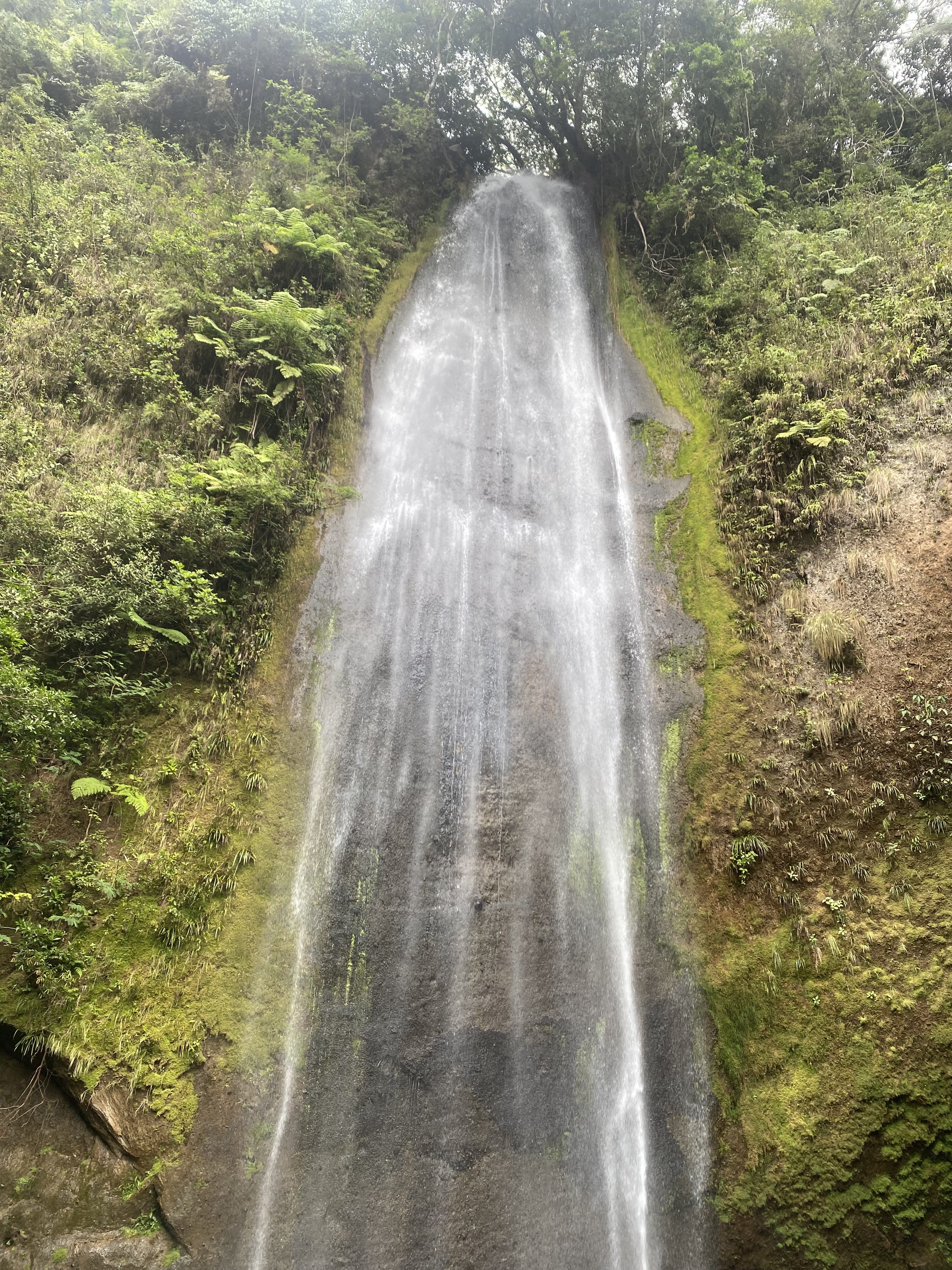 A tall, narrow waterfall cascading down a dark rock face, with white streams of water flowing over gray stone. Green ferns and dense vegetation cover the slopes on both sides, framed by trees at the top.