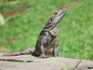 A grey spiny-tailed iguana (Ctenosaura) basks alertly on a stone ledge. The reptile faces right with its head held high against a vibrant, soft-focus green grass background.