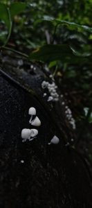 Tiny white pleated mushrooms growing in a line along a dark wet tree trunk.