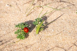 A macro photograph of a bright red ladybug with black spots on a small sprout of green leaves growing out of the sand on the beach. The background of fine, golden sand reveals slender blades of grass and the shadow cast by the plant under intense natural sunlight.