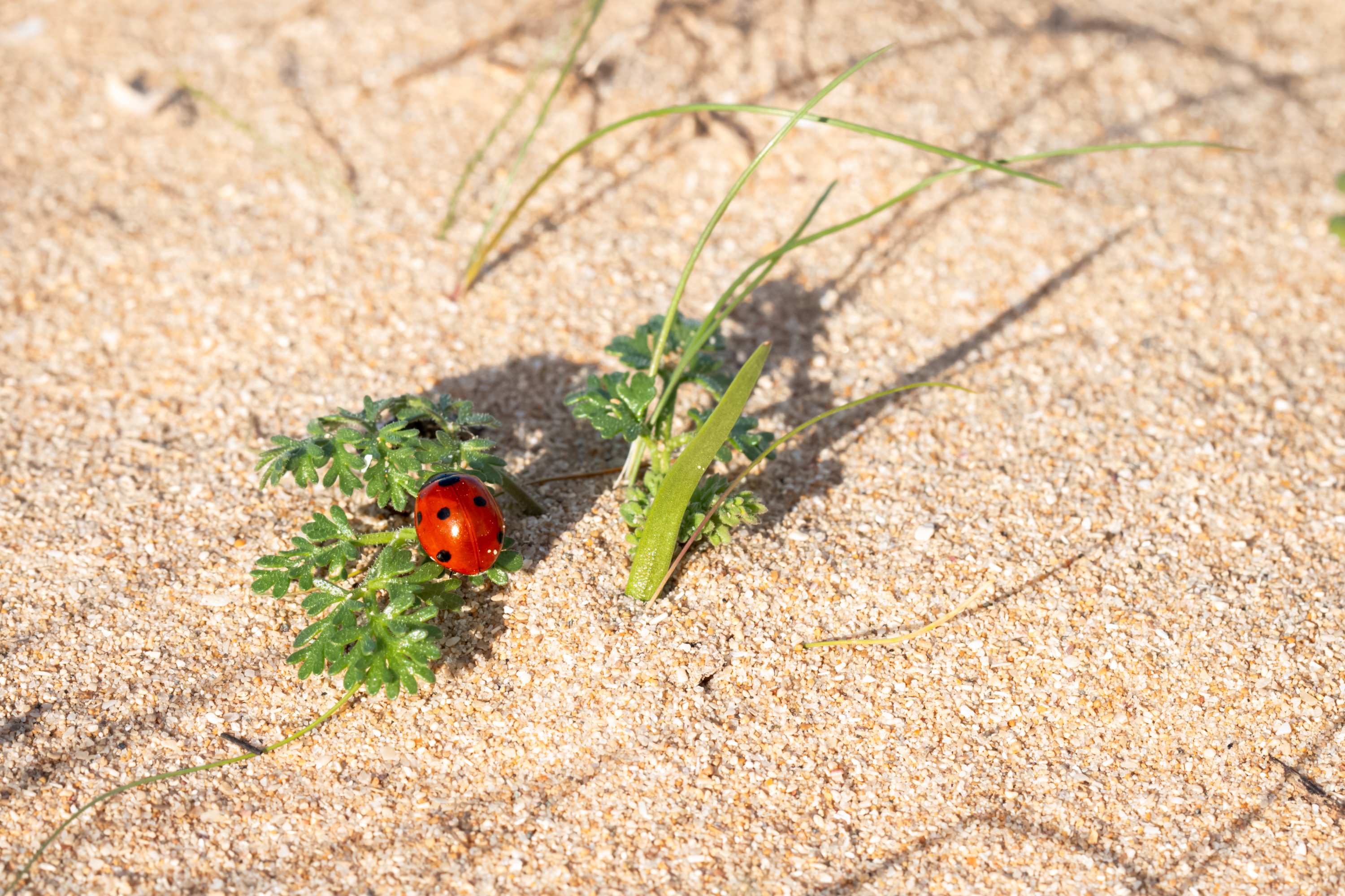 A macro photograph of a bright red ladybug with black spots on a small sprout of green leaves growing out of the sand on the beach. The background of fine, golden sand reveals slender blades of grass and the shadow cast by the plant under intense natural sunlight.