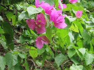 Clusters of bright pink bougainvillea bracts growing among dense green leaves on a climbing vine.