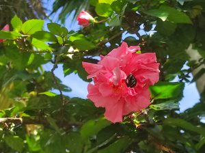 A close-up shot of a dark brown or black butterfly perched on a fully bloomed pink double-petaled hibiscus flower surrounded by lush green leaves.
