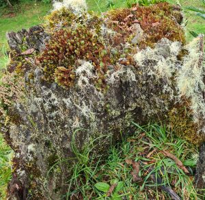 A moss-covered tree stump surrounded by green grass and small plants. White lichen and different types of moss grow across the old wood. The photo highlights natural textures, decay, and forest vegetation.