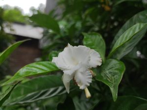 A sharp close-up shot of a single white double-petal Crape Jasmine (Tagar) flower surrounded by shiny green leaves under natural daylight.
