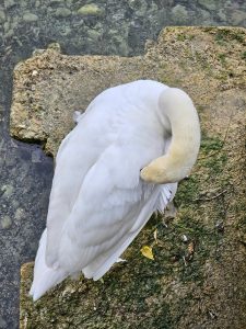 A graceful white swan rests peacefully on a stone beside clear water, with its neck gently tucked beneath its feathers. The simple composition captures a quiet moment in nature. Captured in Zurich, Switzerland.