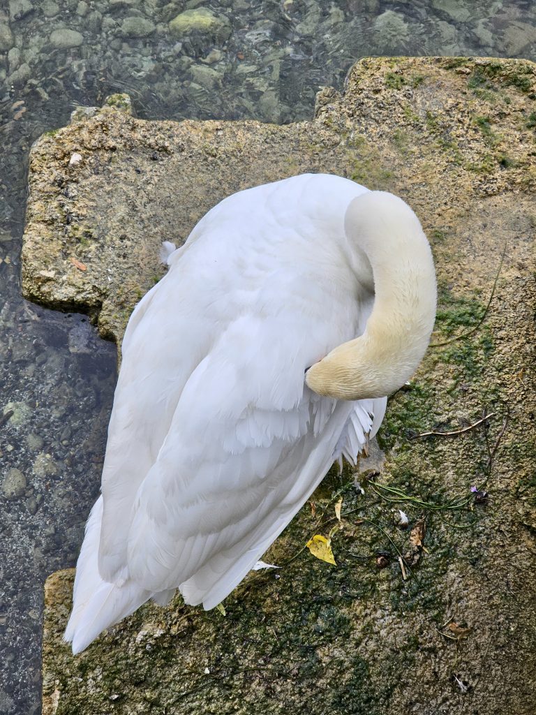 A graceful white swan rests peacefully on a stone beside clear water, with its neck gently tucked beneath its feathers. The simple composition captures a quiet moment in nature. Captured in Zurich, Switzerland.