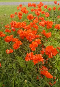 A cluster of Oriental poppies with bright orange-red, crinkled petals blooming on fuzzy stems among jagged green leaves, adding vibrant color to a spring garden.