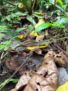 Ameiva lizard resting on a leaf in Corcovado rainforest, Costa Rica