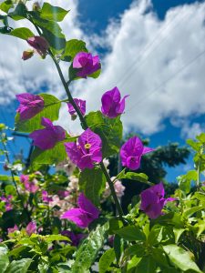 Purple bracts with tiny white flowers at the center, surrounded by green leaves under a bright blue sky.
