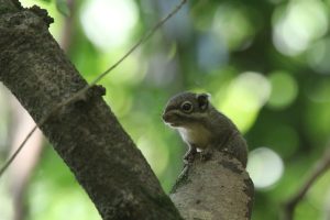 A small, adorable squirrel is perched on a tree branch against a blurred green background. The animal has dark eyes and whiskers and is looking directly at the camera with a slightly curious expression.