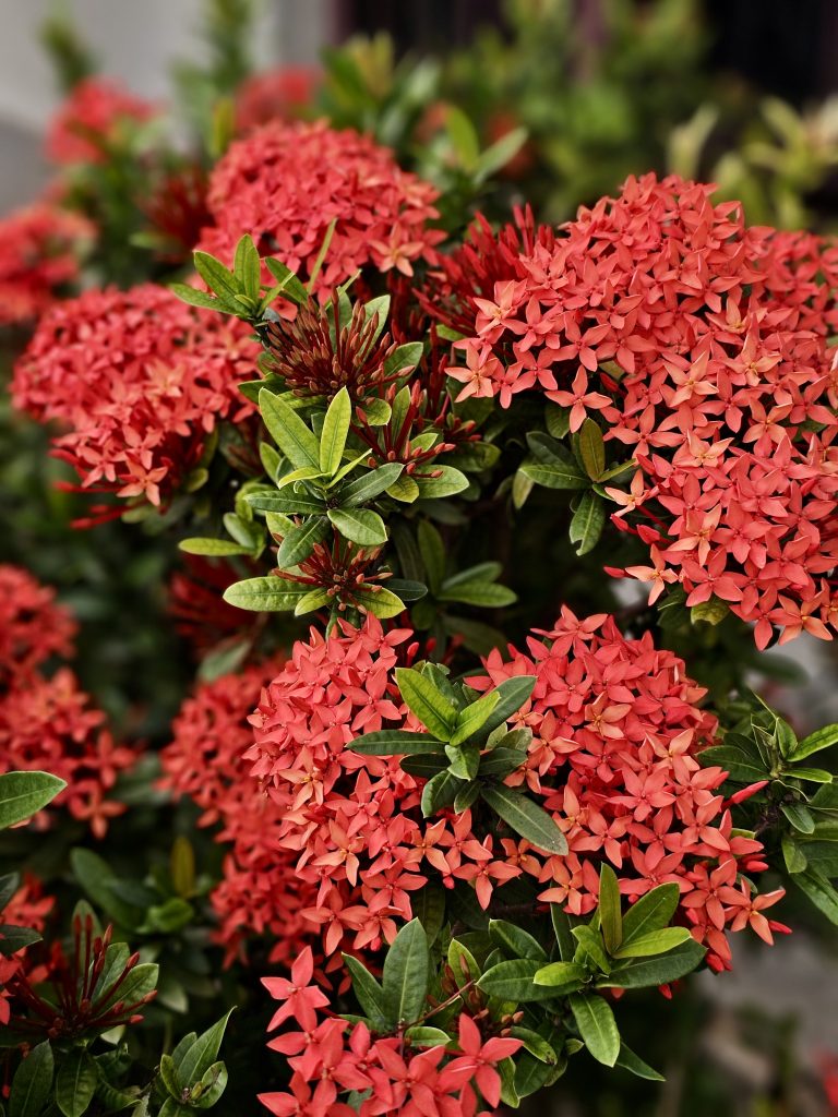 Bright clusters of red ixora flowers bloom among fresh green leaves, creating a colorful and lively garden scene. Captured in Nadakkavu, Kozhikode, Kerala.