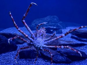 A Japanese Spider Crab in an aquarium tank. It measures about 4 feet wide.
