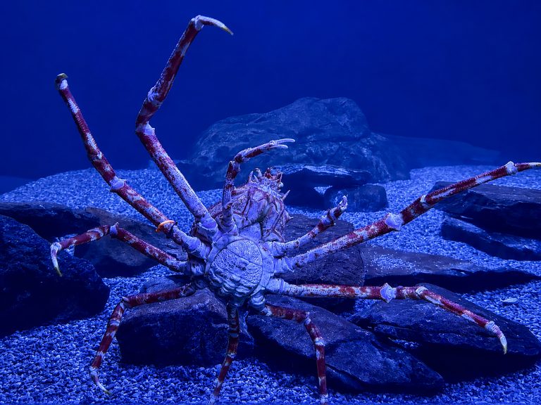 A Japanese Spider Crab in an aquarium tank. It measures about 4 feet wide.