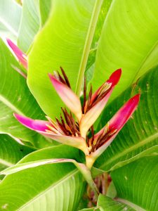 Close-up of a heliconia flower with pink and cream bracts surrounded by large green leaves.
