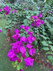 Close-up of vibrant magenta bougainvillea flowers with raindrops on the petals, growing in a lush green garden.
