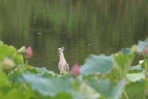 A night heron gracefully standing in calm water amidst a bed of vibrant green lotus flowers.
