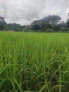 Green rice plants growing in a field with trees and a rural landscape in the distance.