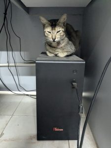 A relaxed tabby cat is perched atop a black PC tower under a desk, surrounded by cables. 
